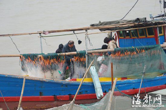 大螃蟹攻击人类_螃蟹的海底大猎杀视频_螃蟹大猎杀