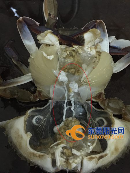 海底抓螃蟹_海底大猎杀螃蟹走不动路bug_螃蟹的海底大猎杀视频