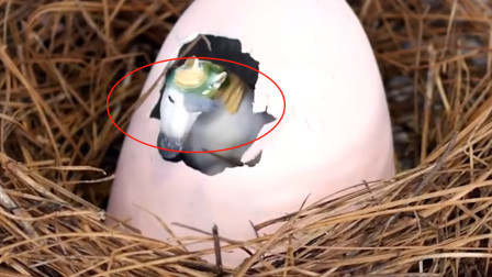 孵蛋小游戏_苹果手机孵蛋游戏_苹果手机孵蛋游戏软件