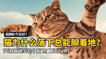 剑灵召唤猫的嘲讽怎么点_剑灵召唤q猫技能更改_剑灵召唤猫时装大全