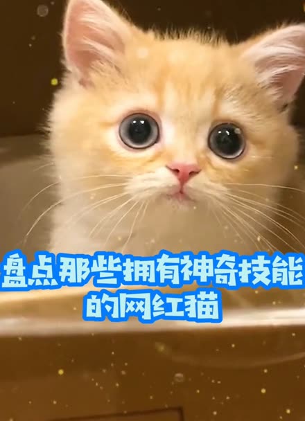 剑灵召唤猫时装大全_剑灵召唤猫的嘲讽怎么点_剑灵召唤q猫技能更改