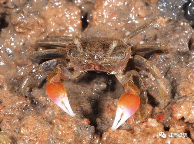 螃蟹 模式生物_螃蟹生物模式图片_螃蟹生态系统