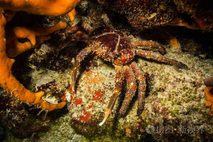 海底大猎杀crab madness是什么模式_底大猎杀海底大猎杀_海底猎杀手游版