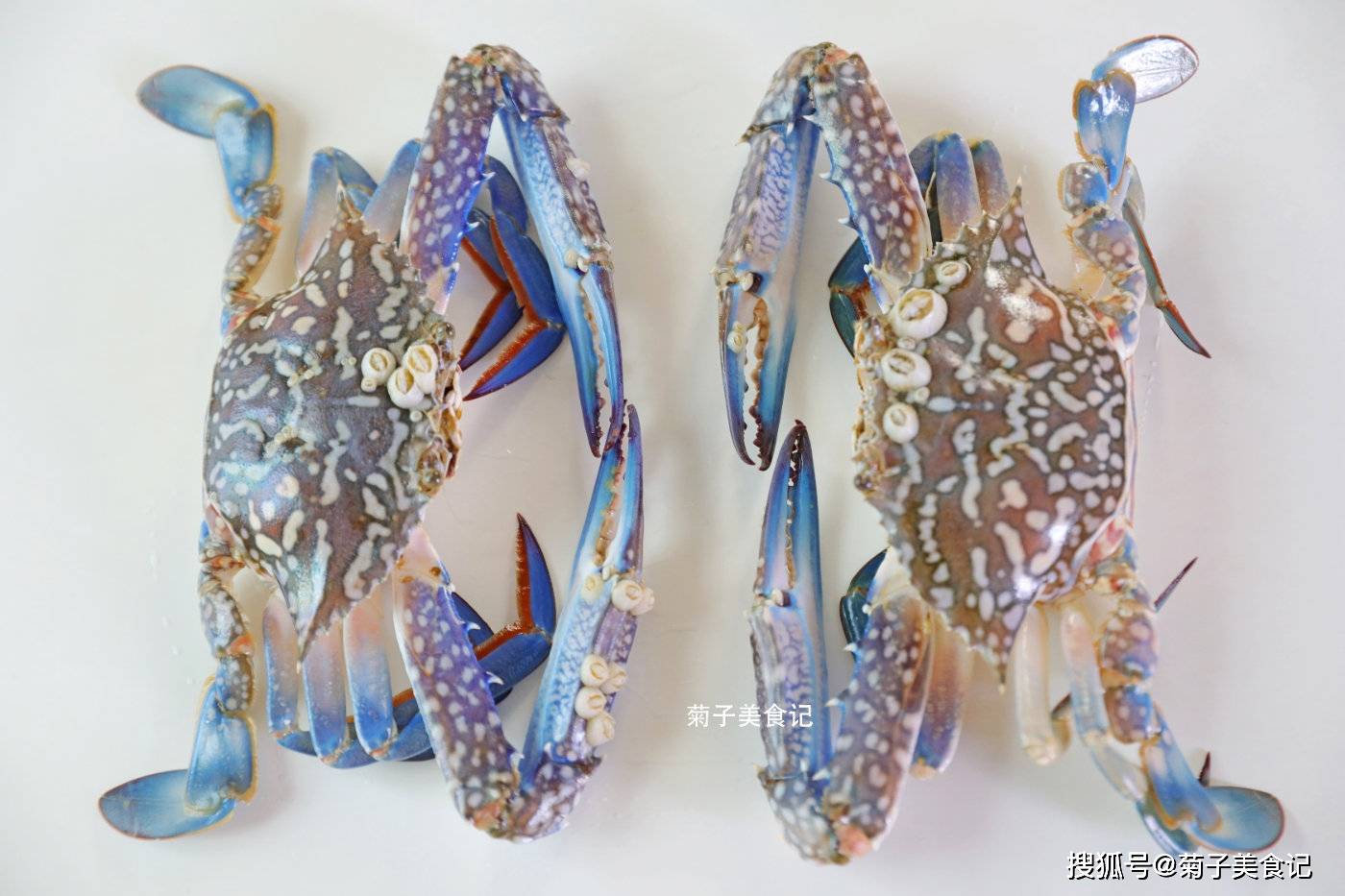 底大猎杀海底大猎杀_海底猎杀手游版_海底大猎杀crab madness是什么模式