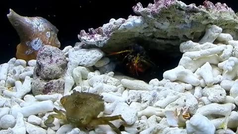 海底大猎杀大螃蟹_海底大猎杀中文版 螃蟹_海底大猎杀螃蟹权杖有什么用
