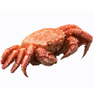 海底猎杀之帝王蟹_海底大猎杀螃蟹王游戏_海底大猎杀螃蟹王权杖有什么用