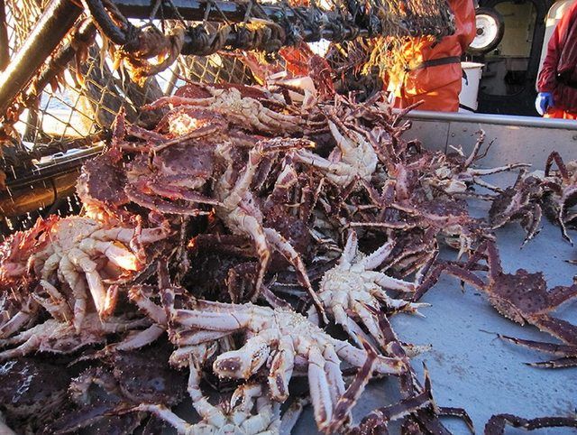 海底猎杀小游戏_海底猎杀手游版_海底大猎杀crab madness是什么模式
