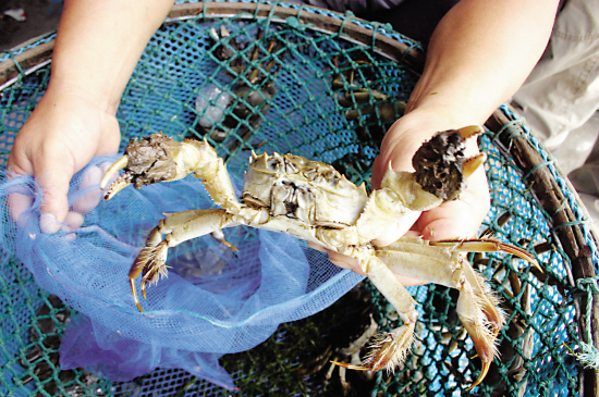 海底大猎杀crab madness是什么模式_海底猎杀小游戏_海底猎杀海