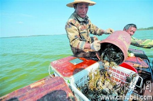 海底猎杀小游戏_海底大猎杀crab madness是什么模式_海底猎杀海