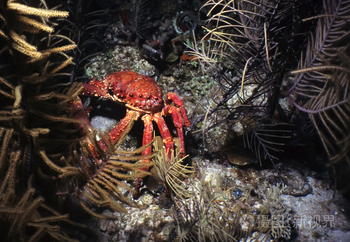 螃蟹生物模式图_螃蟹模式生物_螃蟹生物模式是什么