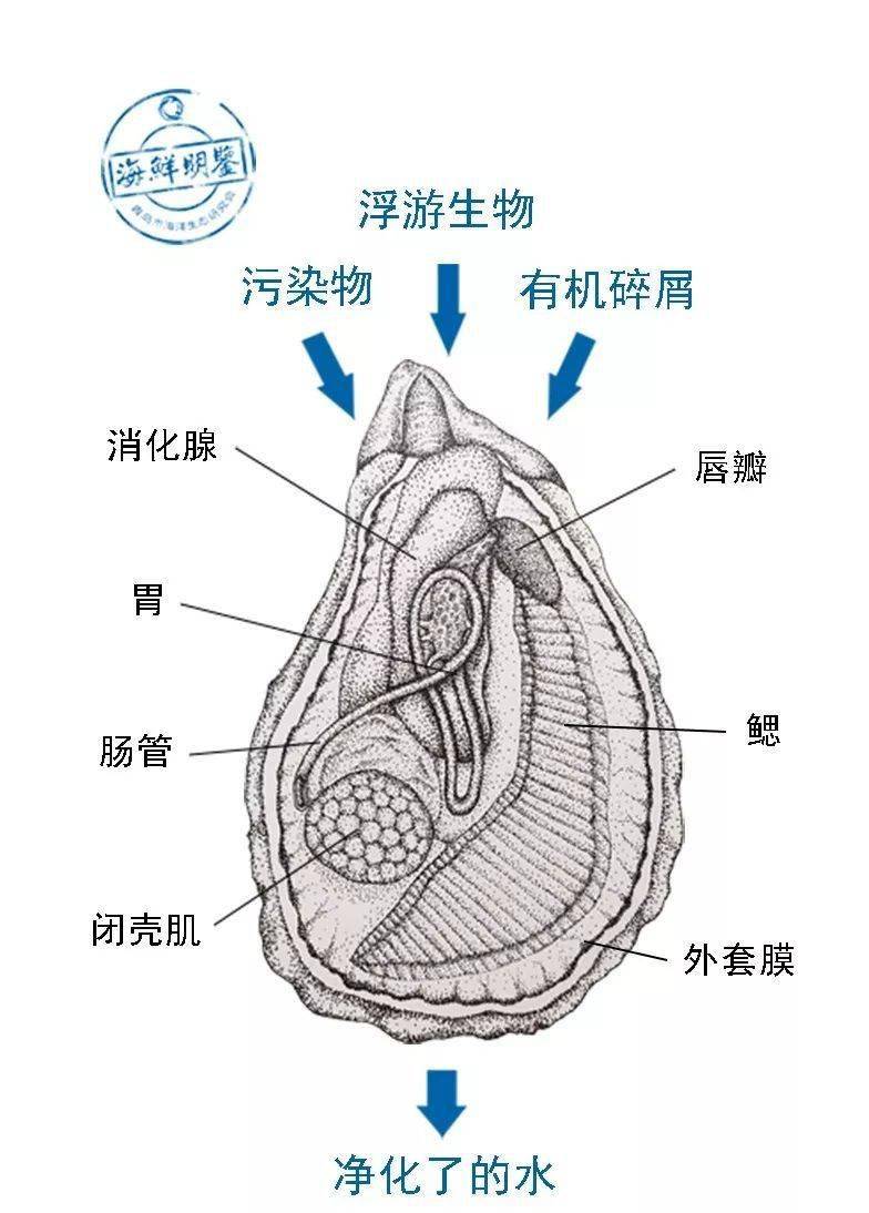 学霸福利！贝壳加速器官网：学习事半功倍，实践更自信