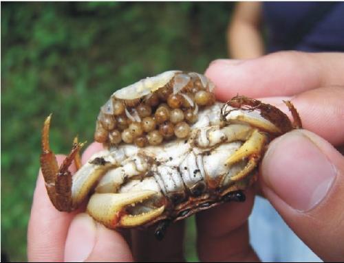 螃蟹生物模式图片_螃蟹 模式生物_螃蟹的生物分类