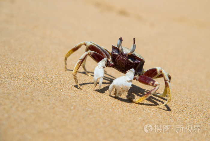 海底猎杀海_海底大猎杀crab madness是什么模式_海底猎杀小游戏