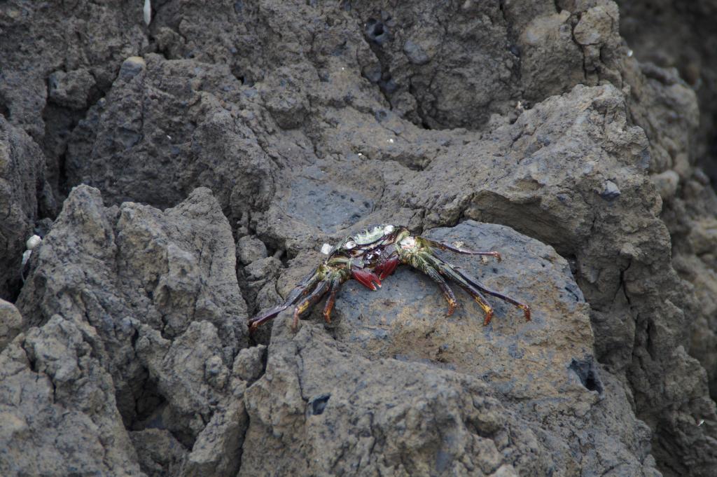 海底大猎杀crab madness是什么模式_海底猎杀小游戏_海底猎杀海