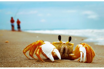 海底大猎杀crab madness是什么模式_海底猎杀海_海底猎杀小游戏