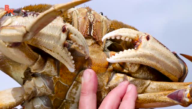 螃蟹生物模式图片_螃蟹模式生物_螃蟹生物模式是什么