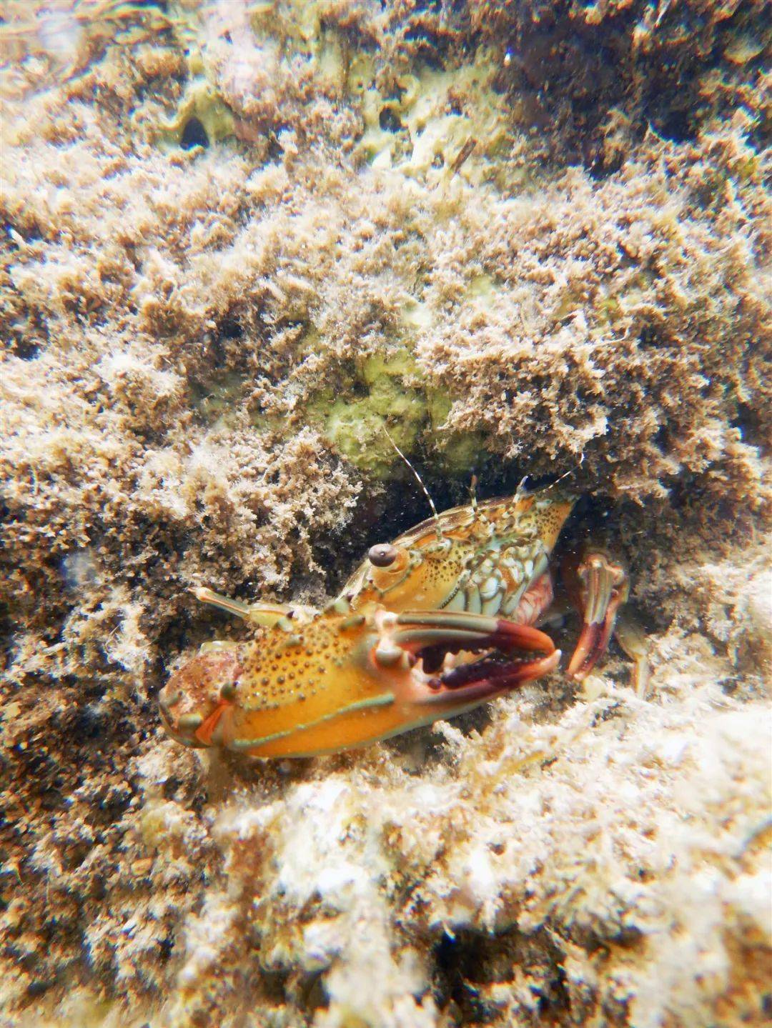 海底猎杀手游版_海底猎杀海_海底大猎杀crab madness是什么模式