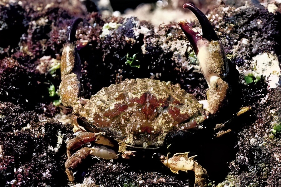 海底猎杀手游版_海底大猎杀crab madness是什么模式_海底猎杀海