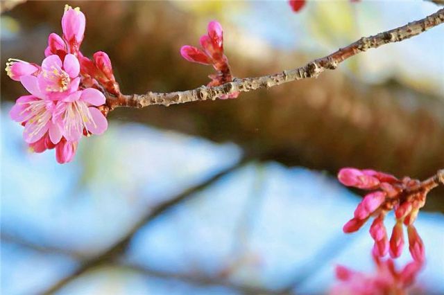 樱花视频下载_樱花视频下载安装无限金币_樱花视频下载改名